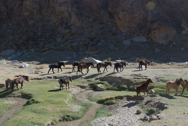 Entering a narrow valley we passed a herd of horses.