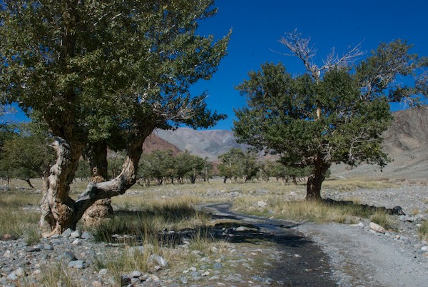 Wherever there is water, and it's not far below the surface, large plants like these trees can grow.