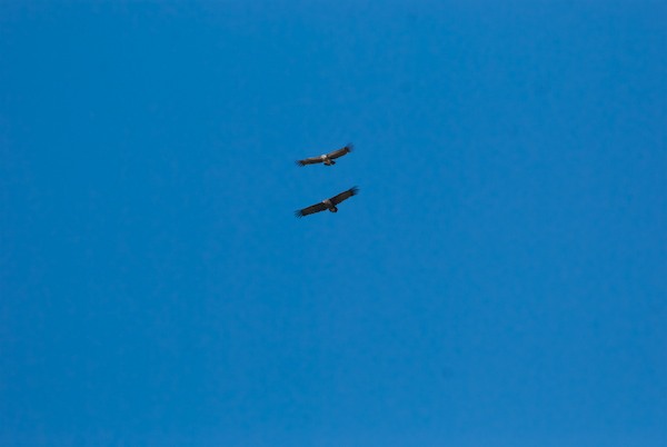 We spotted a number of vultures circling and it turned out to be two species, a smaller griffon vulture and the much larger eurasian black/cinereous vulture.