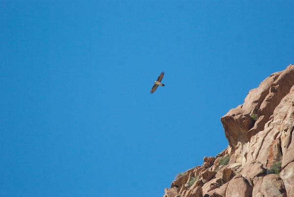 We had been told that there were Lammergeier/bearded vulture on the mountain and, sure enough, while we were sitting around, this one appeared over our heads.