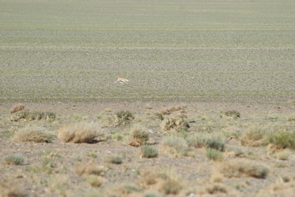 By the time we got to the soum center, we calculated that we had seen at least twenty saiga, far, far more than my wildest dreams. And did they put on a show. I've seen a lot of wild hoofed animals, but never a species that runs like these do.