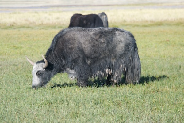 A herd of yaks grazed near our camp