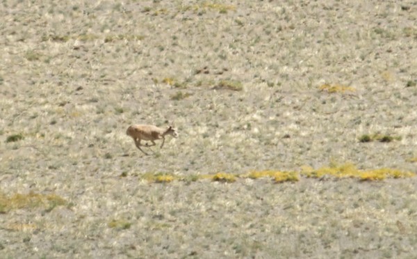 Batsaikan led us on a "game drive" and we again saw a lot of saiga. They were always a long way off, which is why this cropped-in close-up is a little blurry.