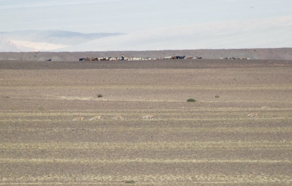 The largest number we saw at one time was this group of five.