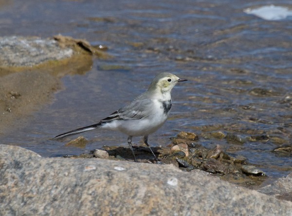 We came down into a valley with a stream running through it and sometimes right in the road. Got this photo of a yellow wagtail.