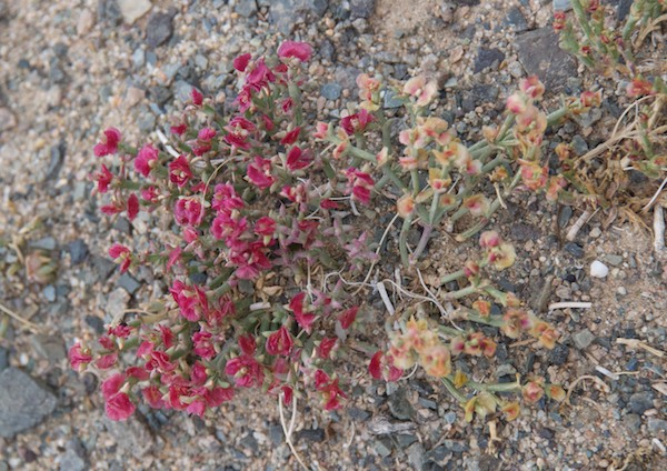 Flowers blooming in the Gobi.