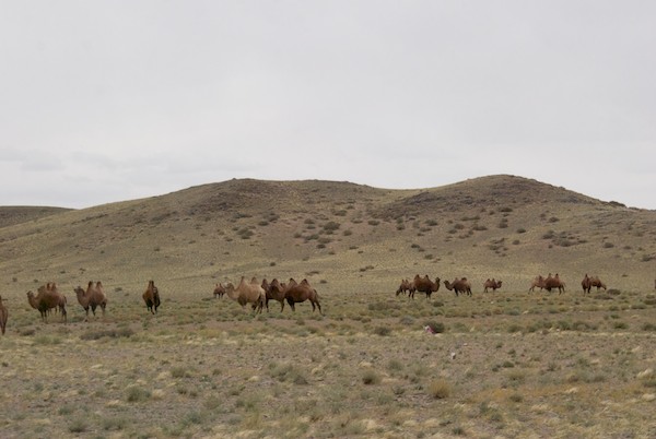 The last camels we saw on the Expedition.