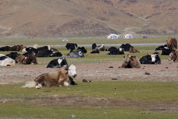 On our way back south to Bayanhongor from Ganchen Lama Khiid, we saw lots of yaks.