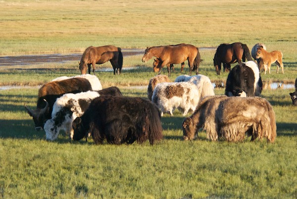 We traveled on north and came upon an extensive wetland complex in fabulous light, complete with yaks, horses and endangered whooper swans.