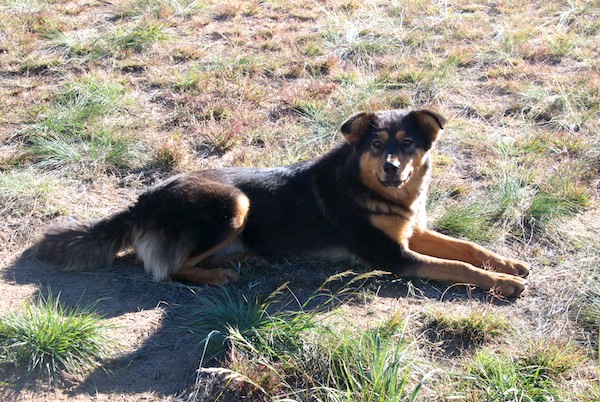 One of the camp dogs. I was told they are there to keep wolves away.