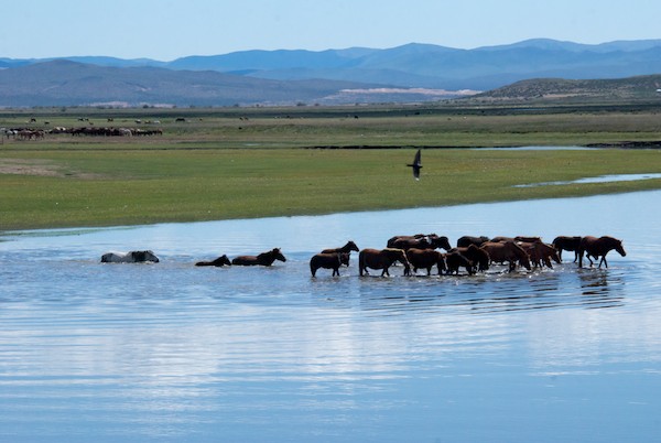 A last photo op...horses crossing a river! 