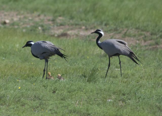 demoiselle cranes