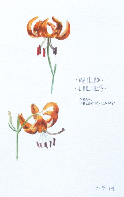 Lily studies, Delger Camp