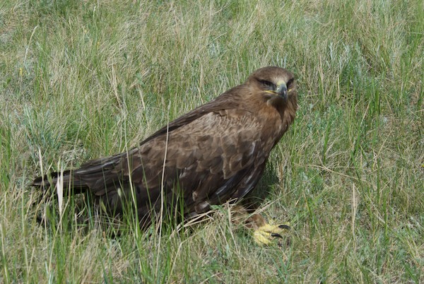 Golden eagle.