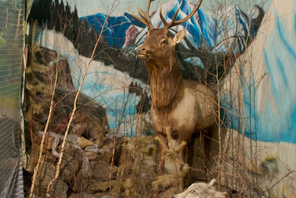 There was also a small natural history section with taxidermy-mounted animals.