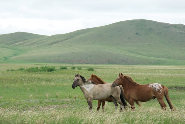 Gratuitous photo of Mongol horses.