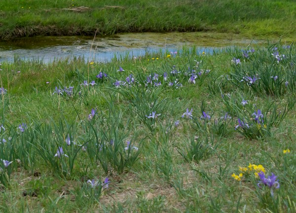 Wild iris growing by the river.