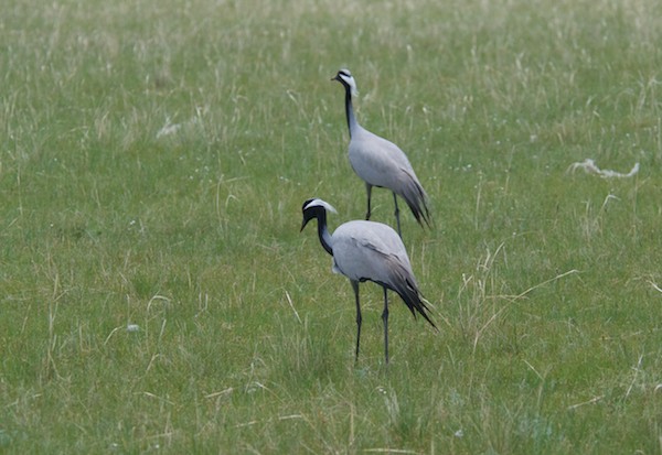 We stopped for lunch and almost immediately spotted this pair of demoiselle cranes!