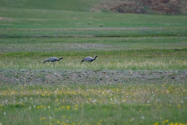 We also saw a pair of demoiselle cranes, one of the species on our list.