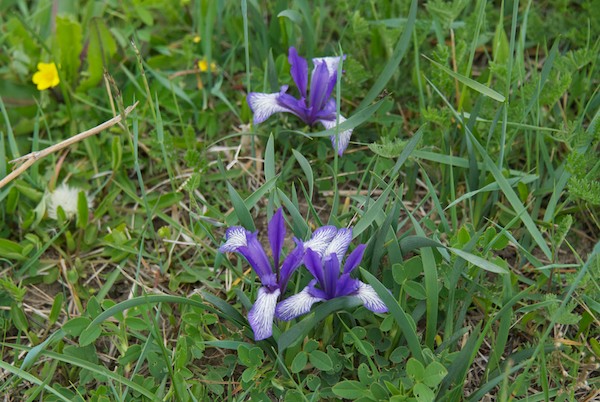 Beautiful bi-color iris (Iris lactea)
