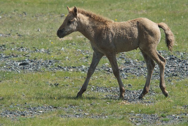 Mongol horse foal.