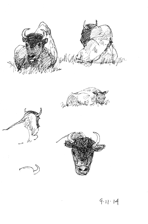 Bison sketches; Sakura Micron .01 pen