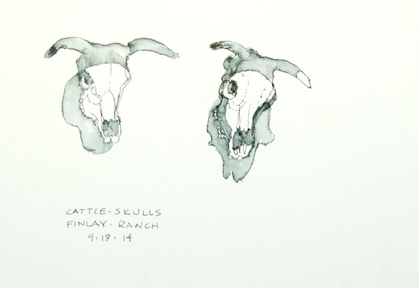 Cattle skulls