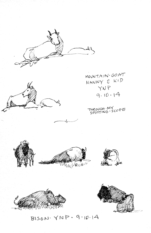 Mountain goat nanny and kid; bison; Sakura Micron .01 pen