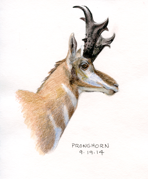 Pronghorn from taxidermy mount
