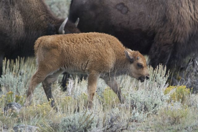 Young bison calf born very late, but I've been told even these little ones are tough enough to survive the winters.