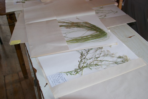 Batmunkh showed us part of a large collection of botanical specimens.