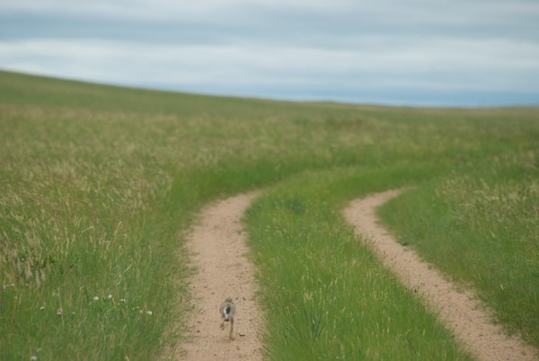 On the way back this young tolai hare ran down the road in front of our car for quite a distance.