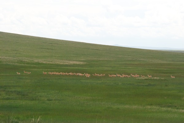 Another big herd, the largest yet. What a send-off for our departure!