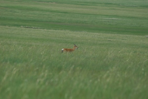 Then we saw this single gazelle