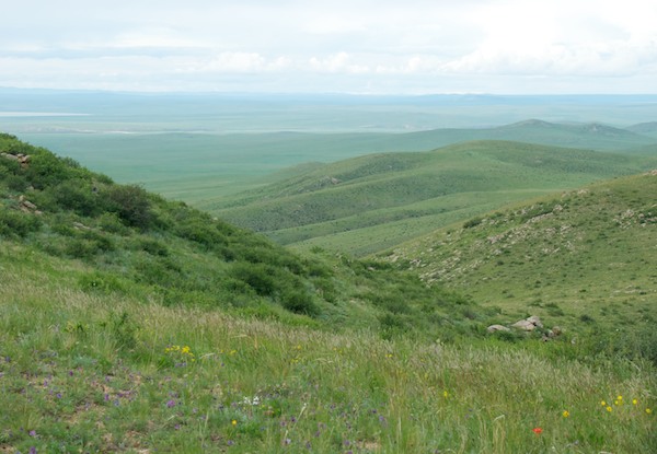 We drove up to this high point where we could see the Kherlen Gol in the distance. But what captured our attention was the riot of wildflowers.