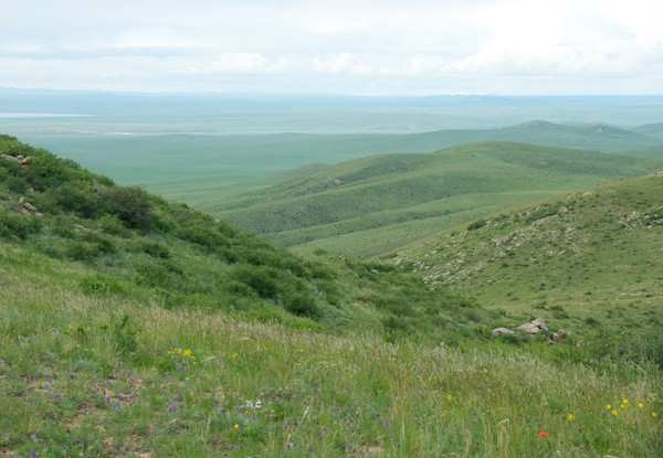 We drove up to this high point where we could see the Kherlen Gol in the distance. But what captured our attention was the riot of wildflowers.
