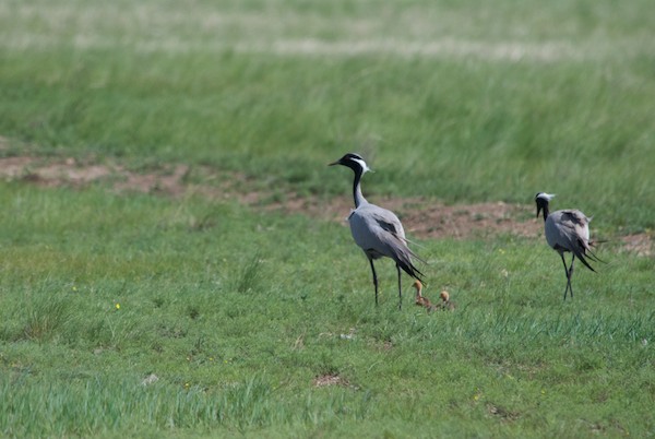 We stopped for a break and were treated to one more crane sighting! A pair of demoiselles with two chicks.