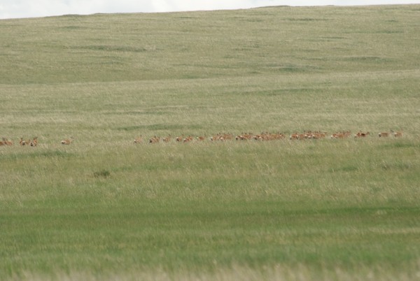 Not long after, we spotted this good-sized herd.