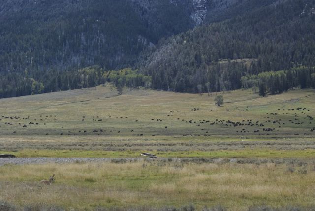 The Lamar Valley is known as the "Serengeti of North America" because it's where you can see scenes like this....a very big herd of bison moving through