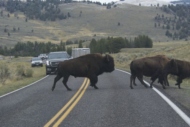One of the famous Yellowstone "bison jams".