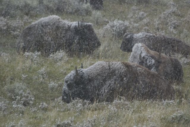 The third day I was there a snowstorm came through I was in the area known at "Little America", just to the west of the Lamar Valley, when, right next to a pullout in a hollow was this small group of bison, hunkered down and waiting it out.