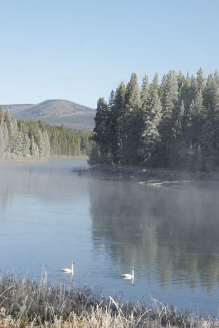 On my way out of the park, I spotted this pair of trumpeter swans floating on the misty river.
