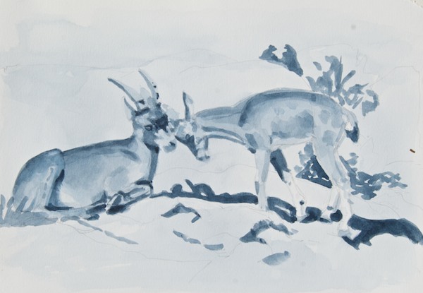 A more finished study of Siberian ibex