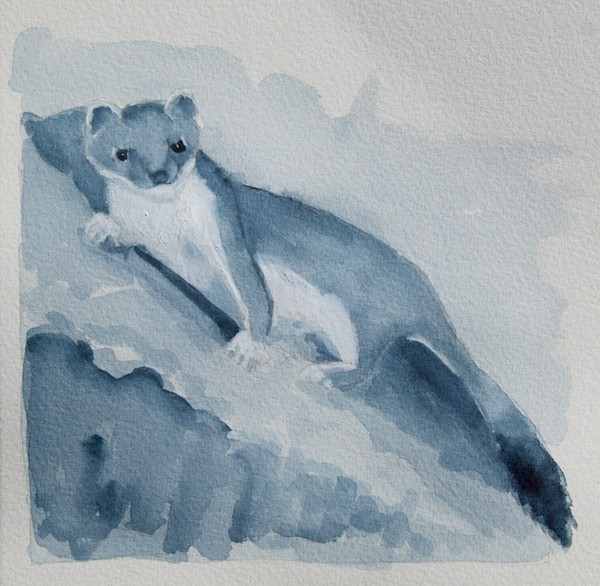 Short-tailed weasel or stoat