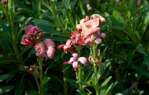 Wallflowers I grew from seed brought back from England