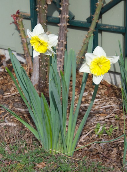 Daffodils