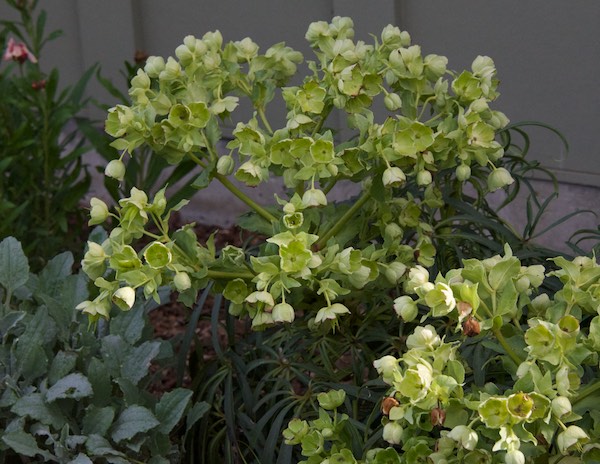 Corsican hellebore