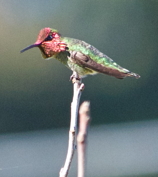 Male Anna's Hummingbird telling me who owns the place