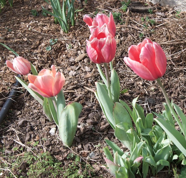 Pink tulips
