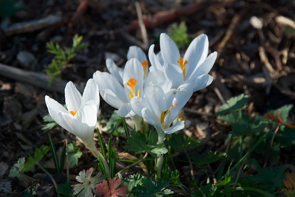 White crocus